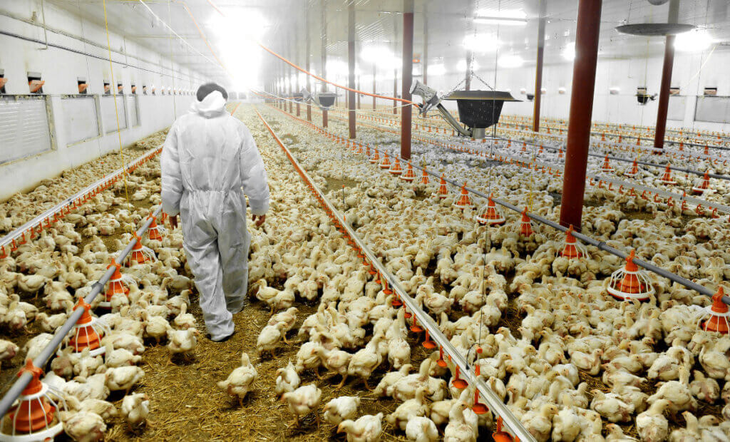 the case for animal rights