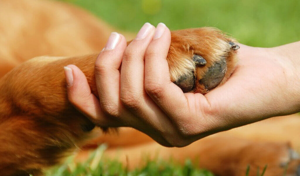 the case for animal rights tom regan